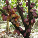 Training Manajemen Agribisnis Kakao