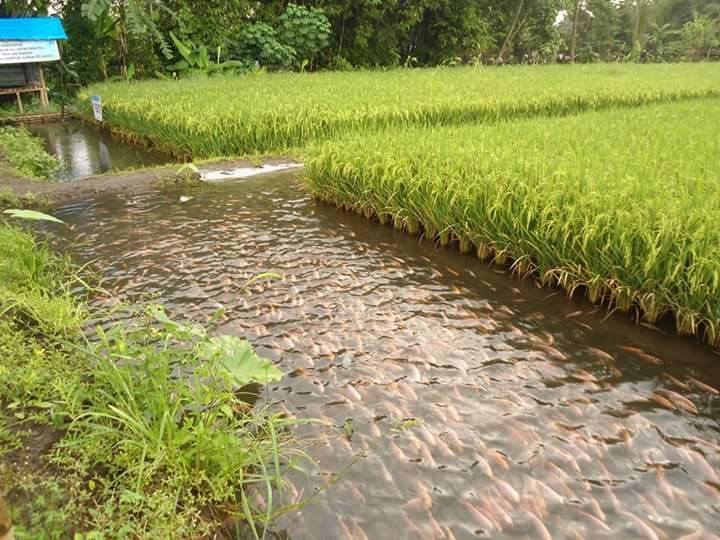 Training Manajemen Pemasaran Agribisnis
