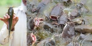 pelatihan budidaya ikan lele